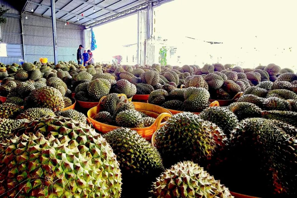 Một cơ sở đóng gói sầu riêng xuất khẩu tại xã Cái Bè, tỉnh Đồng Tháp