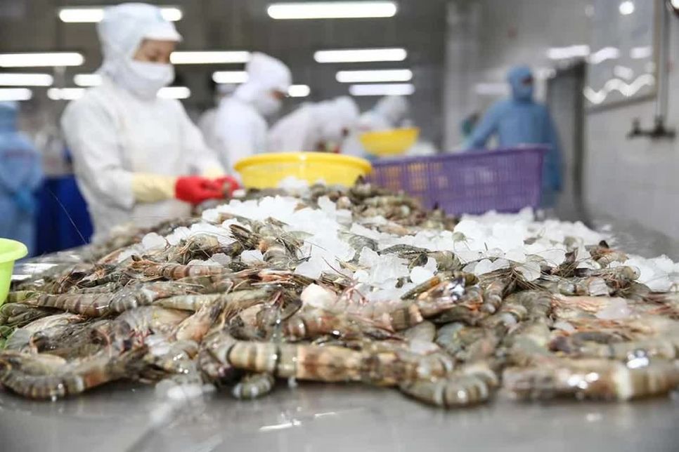 Mỹ công bố kết luận sơ bộ chống bán phá giá đối với tôm Việt Nam. Ảnh minh họa