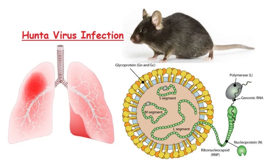 Virus Hanta có nguồn gốc từ chuột và khó lây từ người sang người. Ảnh: BYT