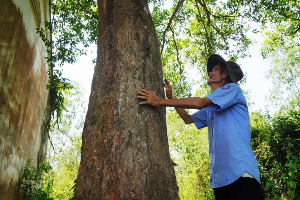 Những cây kơ nia cổ thụ đang được người làng Hòa Mỹ bảo vệ nghiêm ngặt