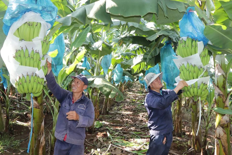 TPHCM: Trồng chuối xuất khẩu mang lại hiệu quả kinh tế cao