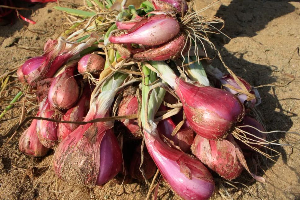 Hành tím đạt chất lượng tốt. Ảnh: NGUYỄN TRANG