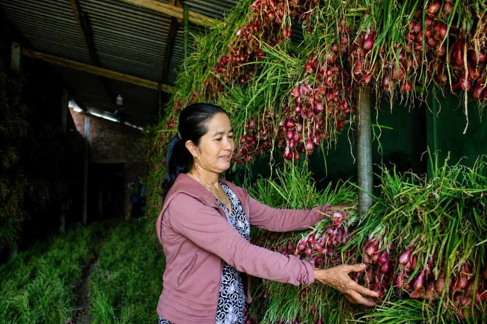Hành tím được mùa, nhà nhà phấn khởi. Ảnh: NGUYỄN TRANG