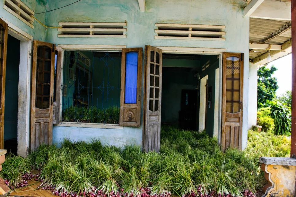 Một ngôi nhà phủ kín hành tím. Ảnh: NGUYỄN TRANG