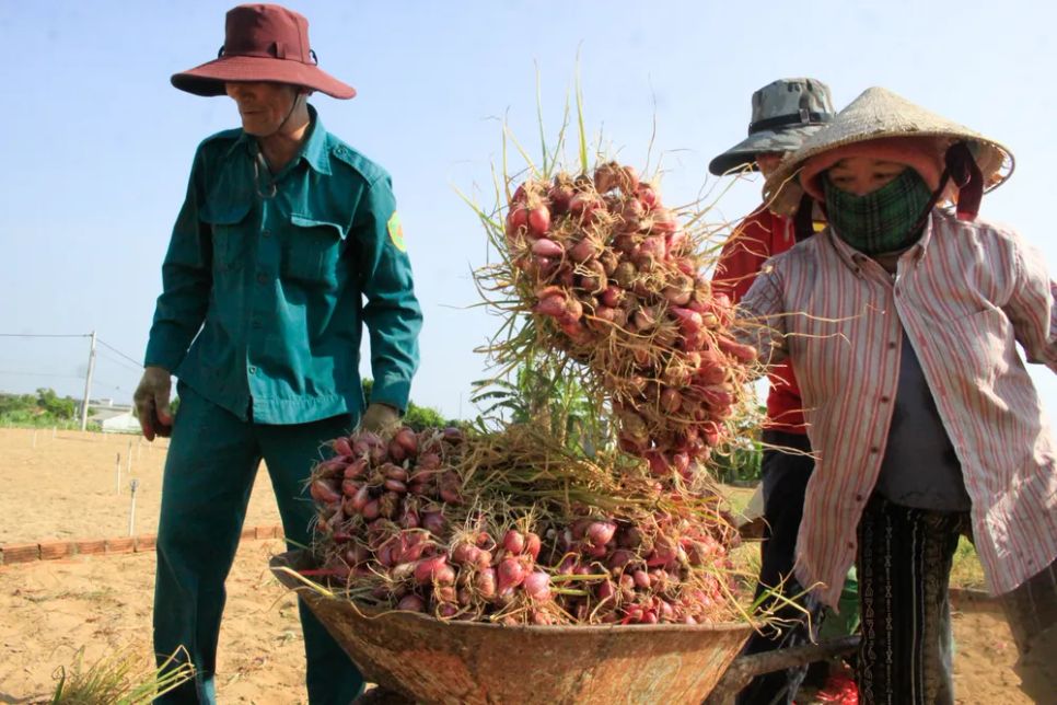 Thời tiết thuận lợi, củ hành đạt chất lượng tốt. Ảnh: NGUYỄN TRANG