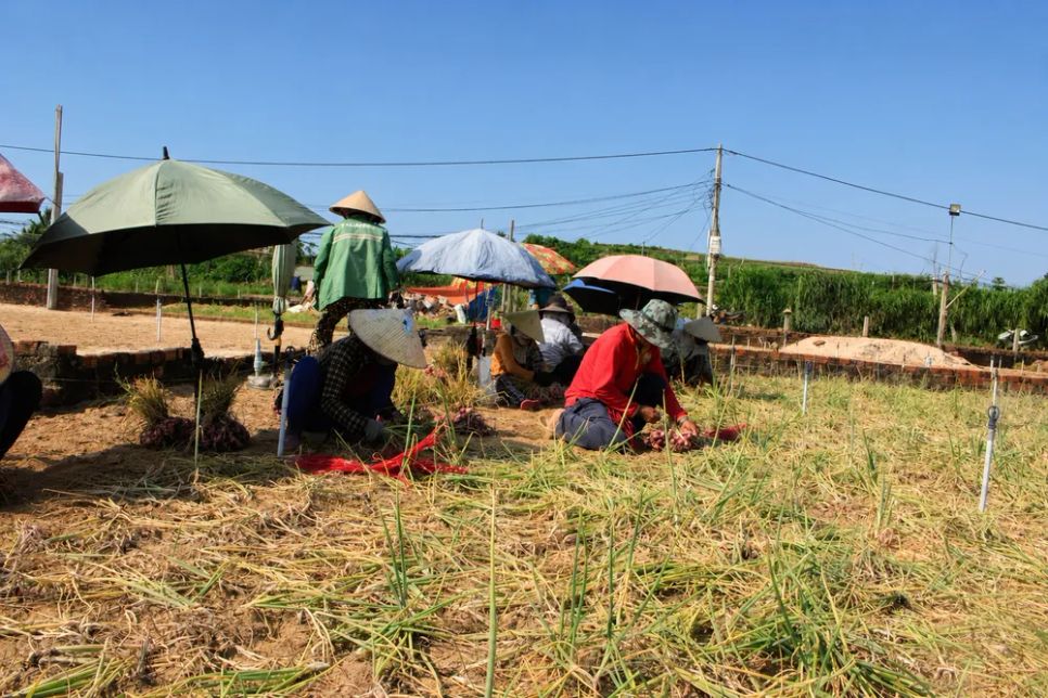 Thôn Thanh Thủy, xã Vạn Tường hiện có 120ha diện tích trồng hành, là vùng chuyên canh thứ 2 của tỉnh chỉ sau đặc khu Lý Sơn. Ảnh: NGUYỄN TRANG