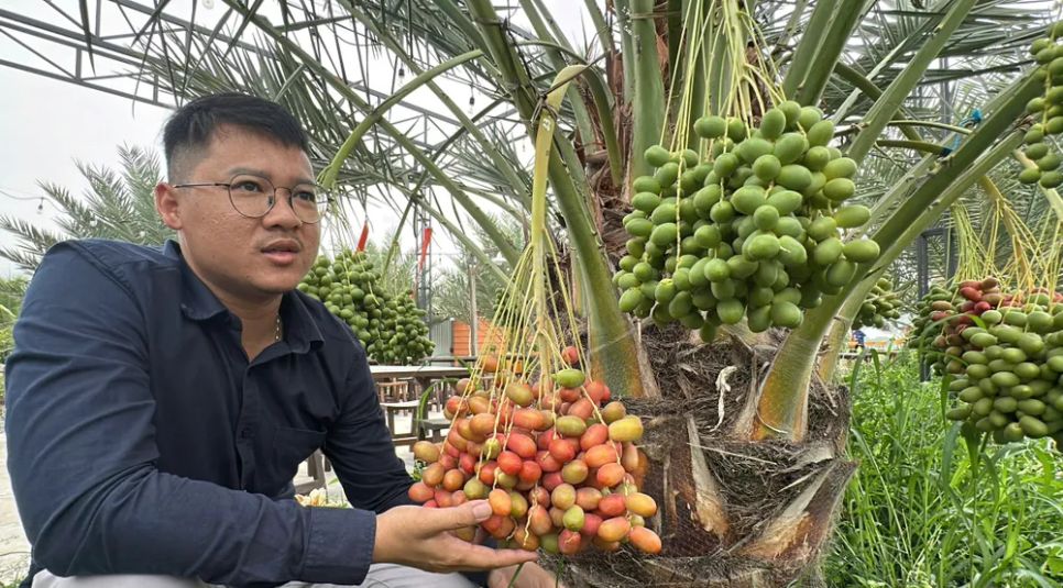 <i>Anh Đinh Nhựt Hòa bên vườn chà là đang chuẩn bị thu hoạch - Ảnh: Bùi Nguyên</i> <i>Anh Đinh Nhựt Hòa bên vườn chà là đang chuẩn bị thu hoạch - Ảnh: Bùi Nguyên</i>