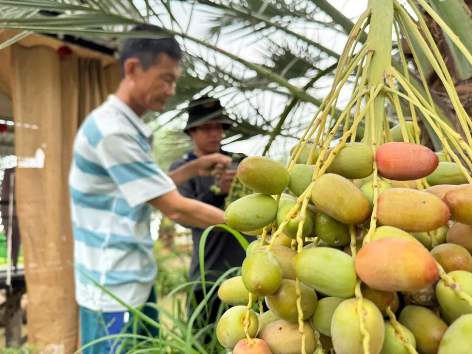 <i>Chà là chín có vị ngọt thanh, giòn và mọng nước khi ăn tươi - Ảnh: Bùi Nguyên</i> <i>Chà là chín có vị ngọt thanh, giòn và mọng nước khi ăn tươi - Ảnh: Bùi Nguyên</i>