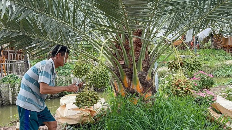 <i>Công đoạn lặt bớt những trái nhỏ hoặc méo để giữ lại trái đẹp - Ảnh: Bùi Nguyên</i> <i>Công đoạn lặt bớt những trái nhỏ hoặc méo để giữ lại trái đẹp - Ảnh: Bùi Nguyên</i>