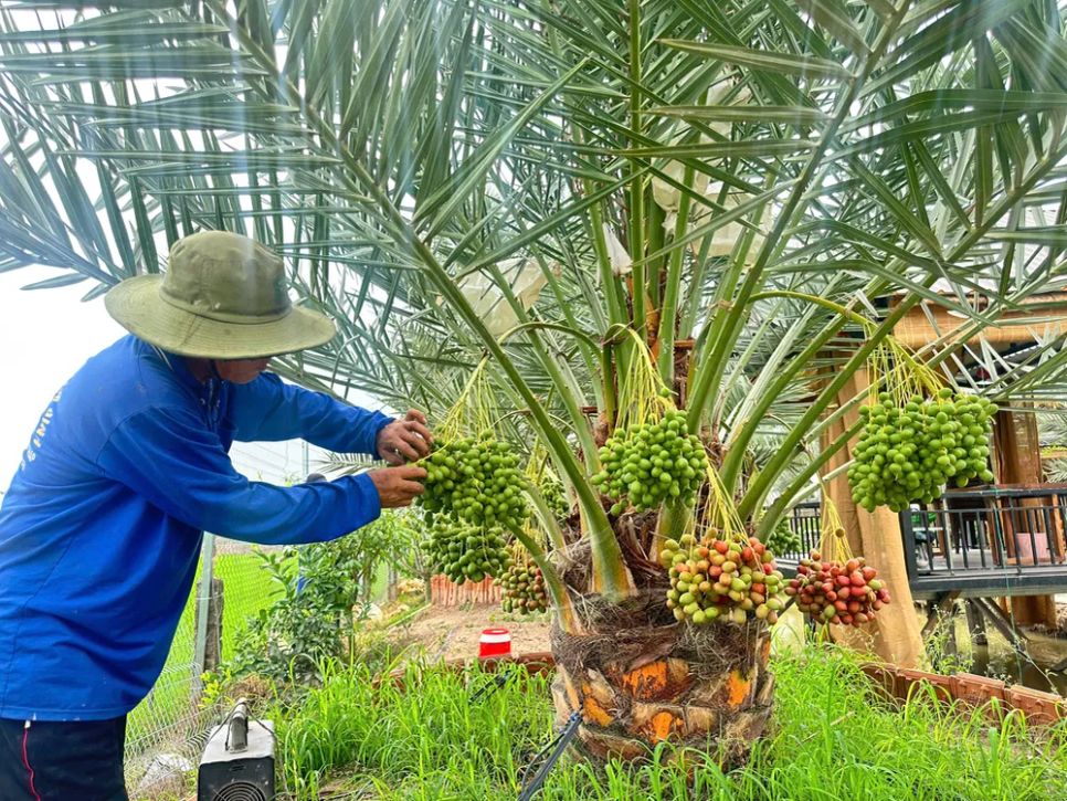 <i>Giai đoạn cực nhất vẫn là thụ phấn cho cây - Ảnh: Bùi Nguyên</i> <i>Giai đoạn cực nhất vẫn là thụ phấn cho cây - Ảnh: Bùi Nguyên</i>