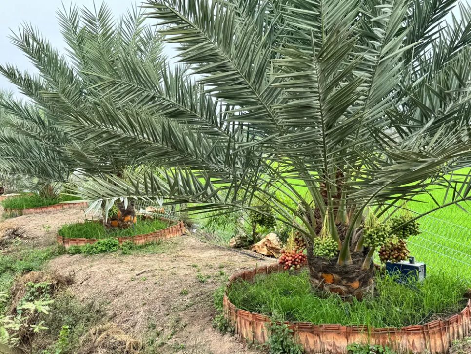 <i>Vườn chà là của anh Đinh Nhựt Hòa đang cho trái - Ảnh: Bùi Nguyên</i> <i>Vườn chà là của anh Đinh Nhựt Hòa đang cho trái - Ảnh: Bùi Nguyên</i>