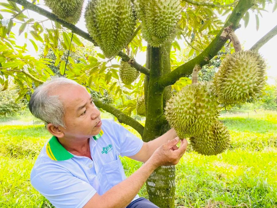 Sầu riêng là 1 trong 3 cây trồng chủ lực được Bộ NN-MT chọn để triển khai chương trình giảm phát thải. Ảnh: CỤC TRỒNG TRỌT VÀ BẢO VỆ THỰC VẬT