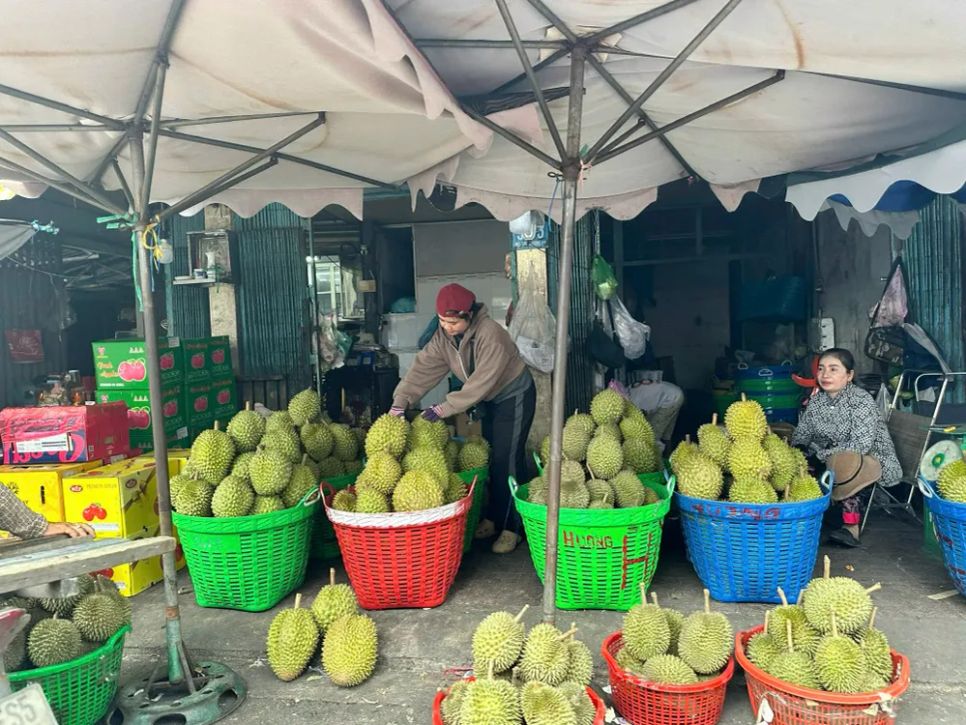 <i>Một vựa sầu riêng ở Đồng Tháp đang phân loại trái - Ảnh: Bùi Nguyên</i>