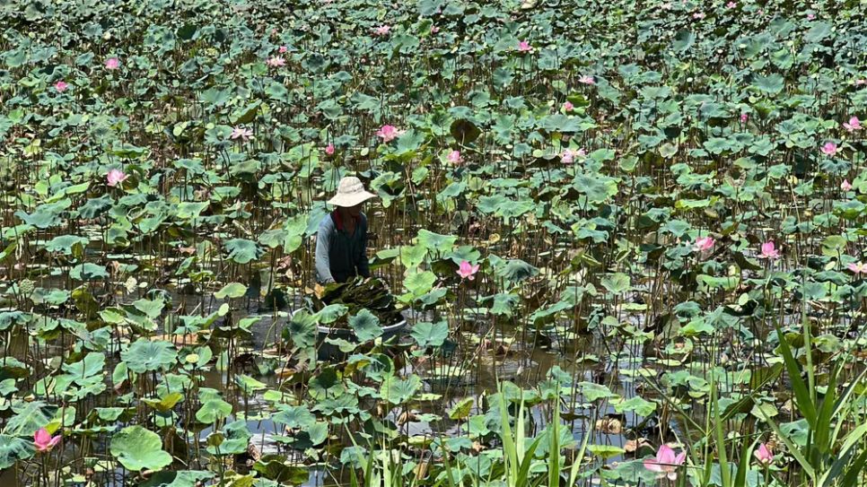 Nông dân Đồng Tháp xuống đồng thu hoạch lá sen già