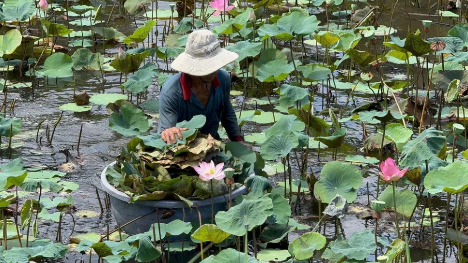 Chỉ trong buổi sáng, nông dân đã thu hoạch được cả trăm kg lá sen già
