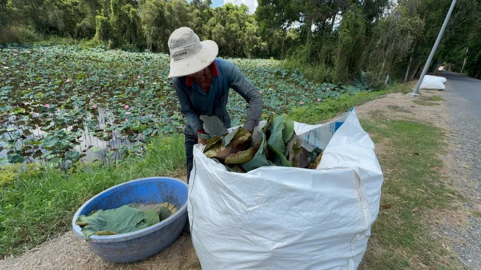 Lá sen được chất đầy bao, thương lái sẽ đến thu mua