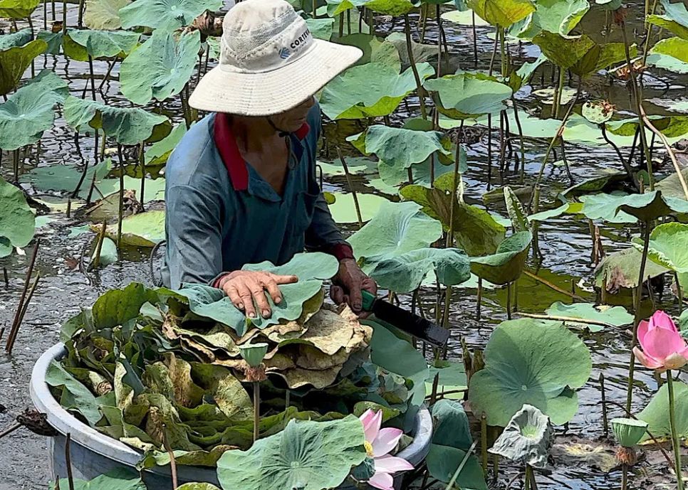 Nông dân lội xuống đồng sen dùng sao để cắt lá sen già