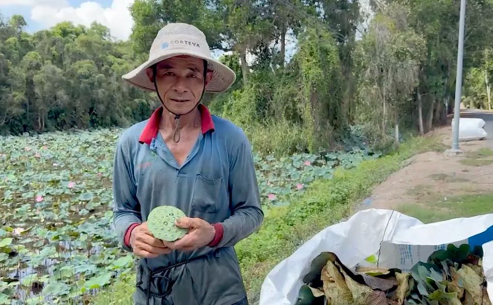 Nông dân vừa cắt lá sen già vừa thu hoạch gương sen
