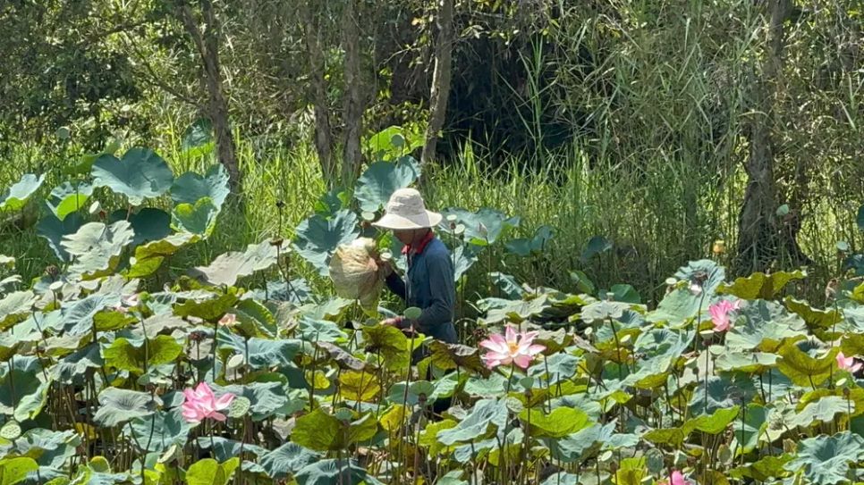 Sức sống mới từ đồng sen