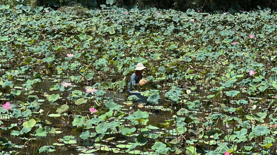 Sức sống mới từ đồng sen