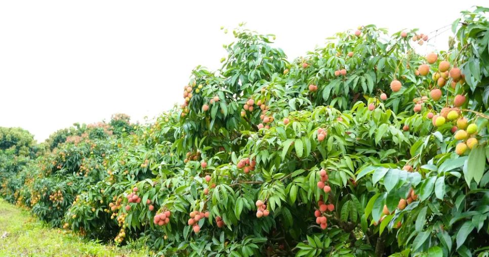 Vải thiều Bắc Ninh hướng tới chinh phục thị trường khó tính