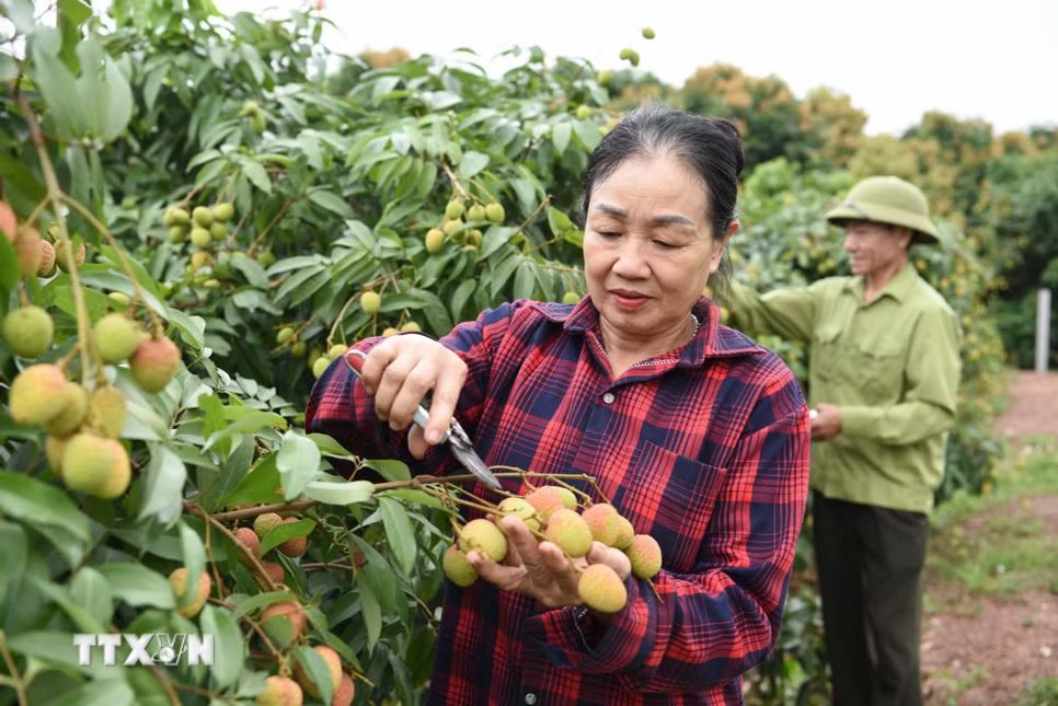 Vải thiều Bắc Ninh hướng tới chinh phục thị trường khó tính