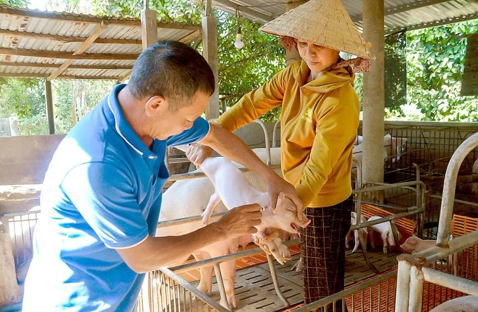Một hộ chăn nuôi tại xã Hòa Hội (TPHCM) tổ chức tiêm vaccine cho đàn heo. <a href=