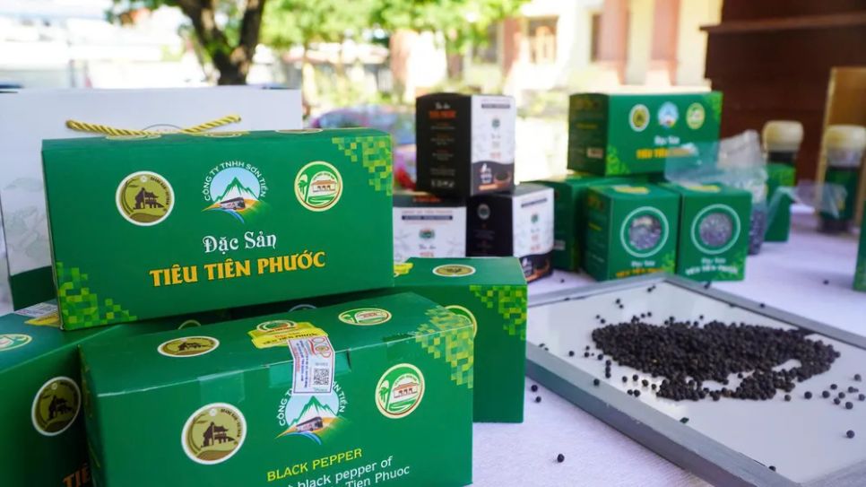 Cấp văn bằng bảo hộ chỉ dẫn địa lý cho hạt tiêu Tiên Phước