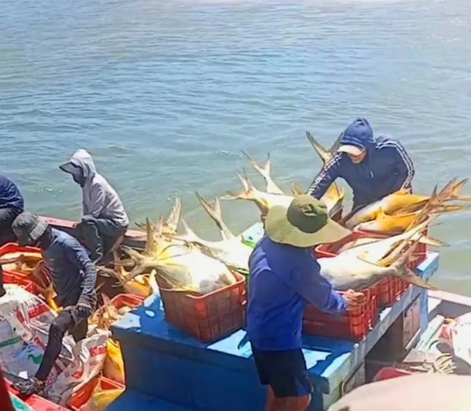 Hà Tĩnh: Ngư dân trúng đậm mẻ cá vàng dâng, thu 300 triệu đồng Hà Tĩnh: Ngư dân trúng đậm mẻ cá vàng dâng, thu 300 triệu đồng