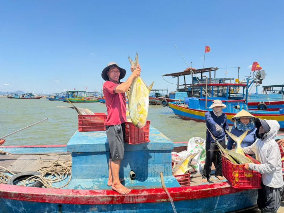 Hà Tĩnh: Ngư dân trúng đậm mẻ cá vàng dâng, thu 300 triệu đồng Hà Tĩnh: Ngư dân trúng đậm mẻ cá vàng dâng, thu 300 triệu đồng