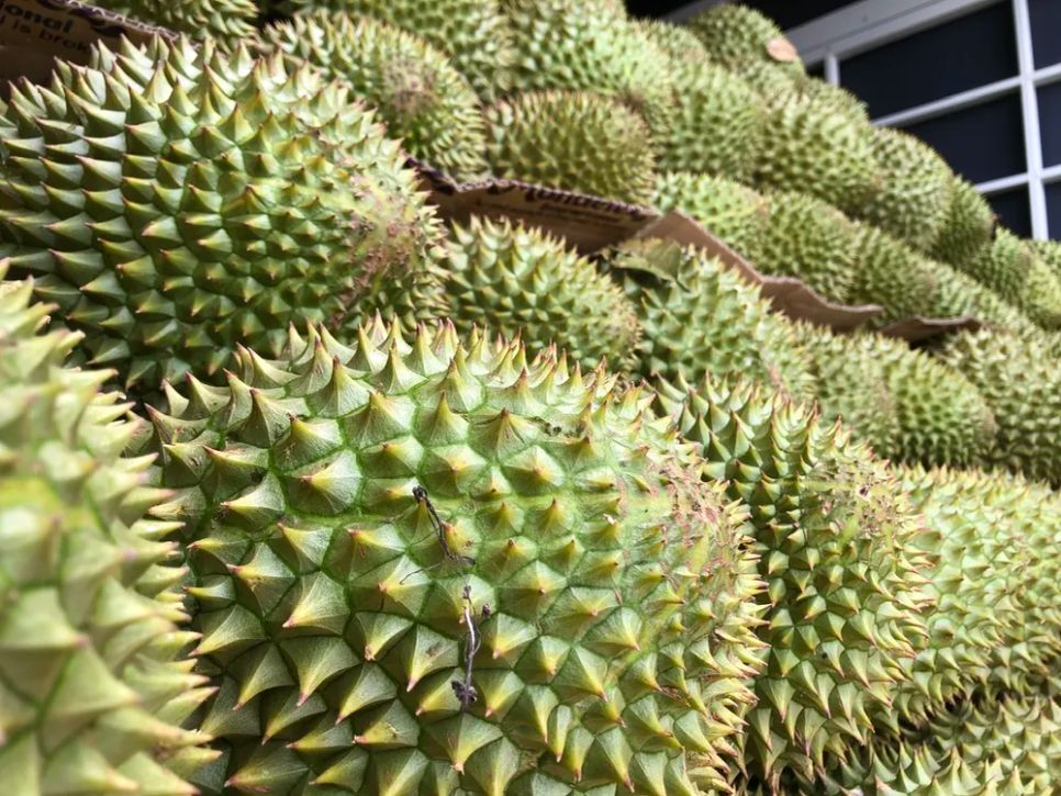 So với tuần trước, giá sầu riêng tăng 10.000 – 15.000 đồng/kg
