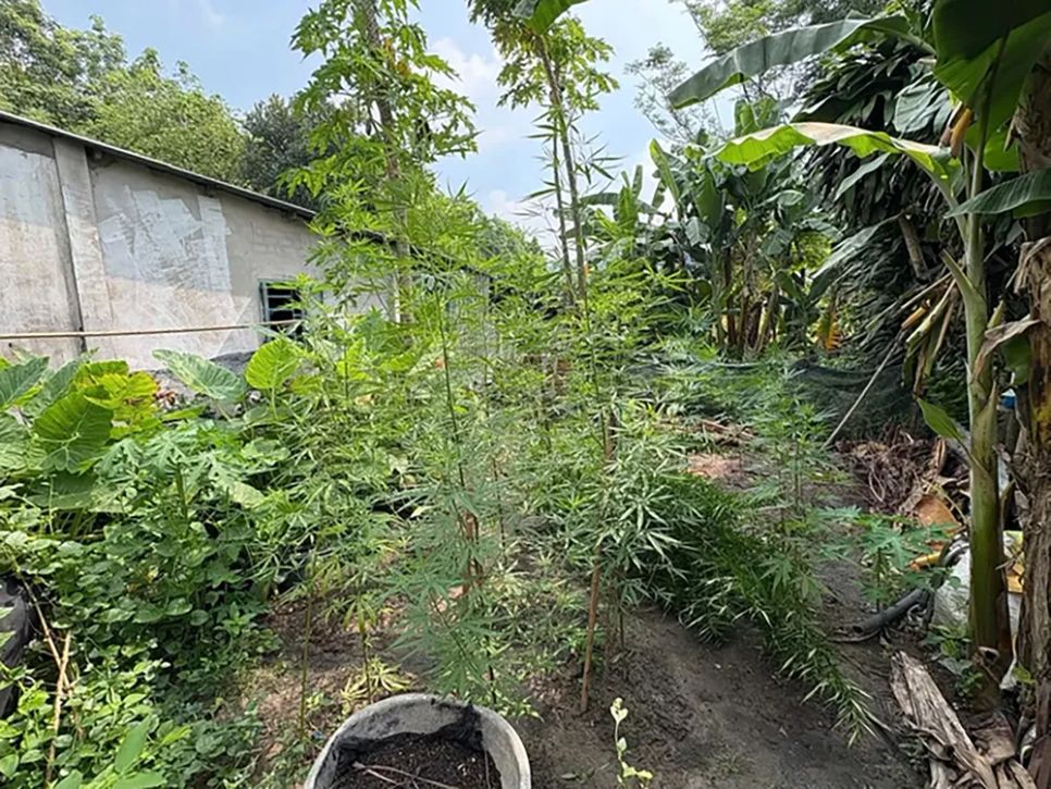 Lực lượng chức năng phát hiện trong vườn nhà của bà N. có trồng 72 cây cần sa, tổng khối lượng khoảng 23,9 kg