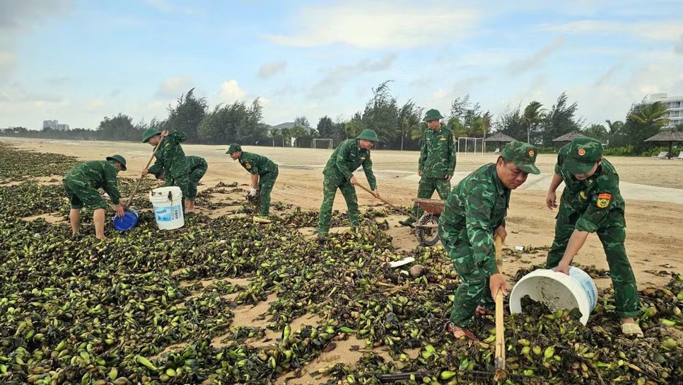Bãi biển Hồ Tràm tràn ngập lục bình và rác thải