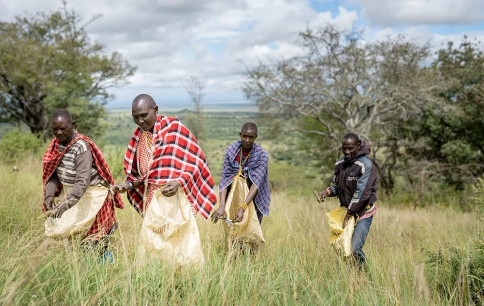 Thu thập hạt giống trên một đồng cỏ ở Tanzania. ẢNH: UNDP Thu thập hạt giống trên một đồng cỏ ở Tanzania. ẢNH: UNDP
