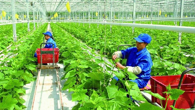 Chính phủ phê duyệt Chương trình phát triển kinh tế tập thể giai đoạn 2026-2030. Ảnh minh họa