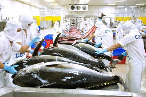 Xuất khẩu cá ngừ giảm trong tháng đầu năm 2025