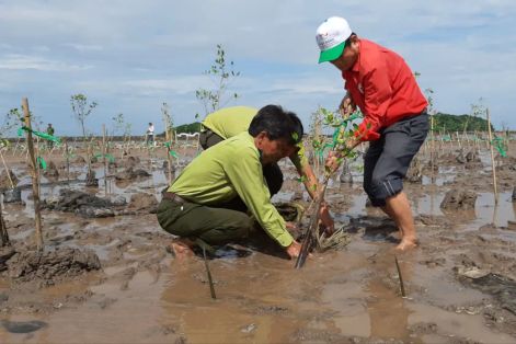 Các địa phương ven biển trồng hơn 11.600ha rừng
