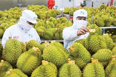 Thí điểm truy xuất nguồn gốc sầu riêng, hướng tới minh bạch chuỗi cung ứng