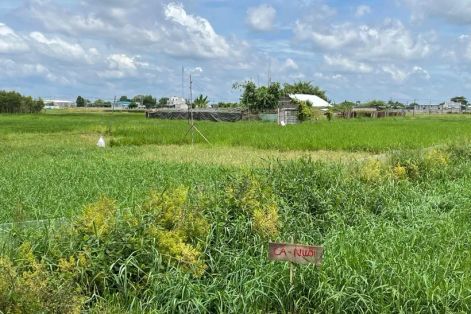 TPHCM: Điều chỉnh giá đất nông nghiệp trước khi trình HĐND xem xét thông qua