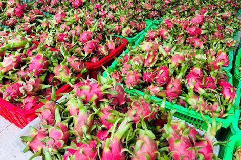 Thanh long Việt Nam đối mặt chu kỳ suy giảm mới trên thị trường xuất khẩu