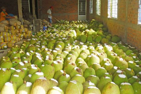 Biến mít dạt thành cơm mít, mở lối thoát cho nhà vườn 