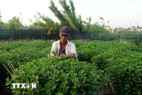 Làng hoa cúc Bình Lâm hút hàng trước Tết