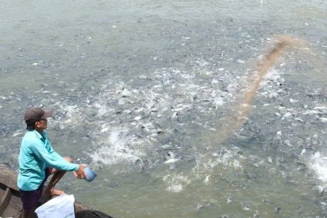 Đồng Tháp: Đặt mục tiêu 100% cơ sở nuôi cá tra số hóa mã nhận diện 