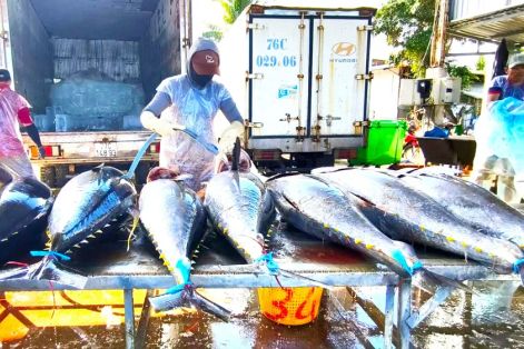 Ngư dân trúng cá ngừ đại dương những ngày giáp tết