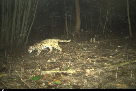 Ghi nhận 27 loài động vật hoang dã tại quần thể di tích Mỹ Sơn thông qua bẫy ảnh