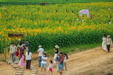 Vu Gia rực sắc hướng dương, điểm hẹn check-in cuối tuần ở Đà Nẵng