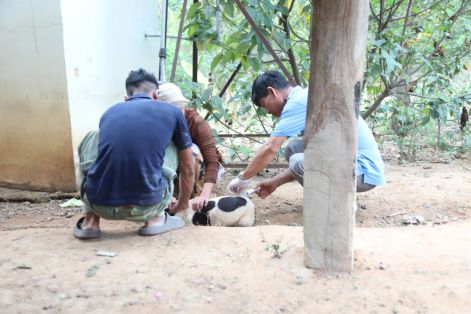 ​Đắk Lắk: Khẩn trương tiêm phòng bệnh dại 