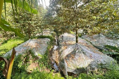 Đồng Tháp bảo vệ vùng chuyên canh sầu riêng trước hạn mặn