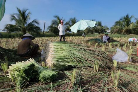 Rau màu ở Đồng Tháp tươi xanh trong mùa hạn mặn