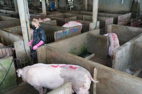 Giá heo hơi tiếp tục tăng